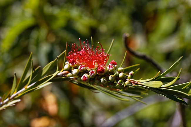 Jardin Botanique de la Bastide-038